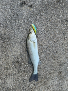 セイゴ（マルスズキ）の釣果