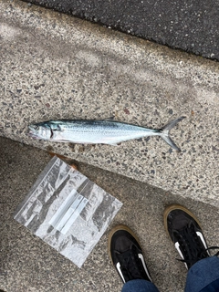 サゴシの釣果