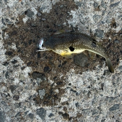 フグの釣果