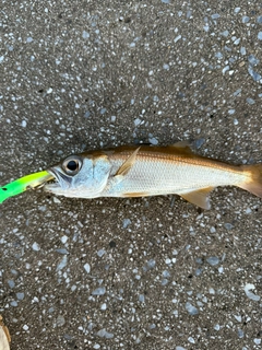 ムツの釣果