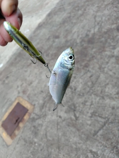 サッパの釣果