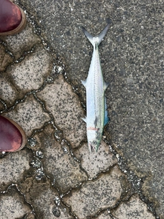 サゴシの釣果