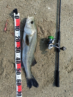 スズキの釣果