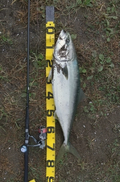 ブリの釣果