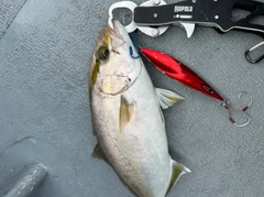 ネリゴの釣果