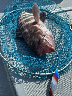マハタの釣果