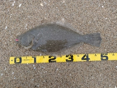ヒラメの釣果