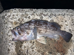 クロソイの釣果
