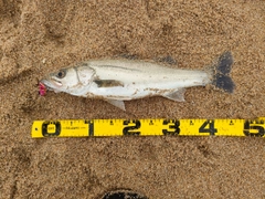 フッコ（マルスズキ）の釣果
