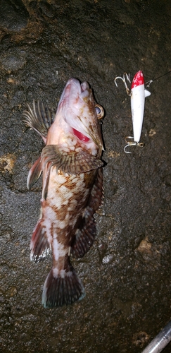 カサゴの釣果