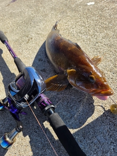アイナメの釣果