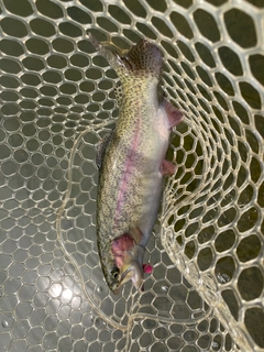 ニジマスの釣果