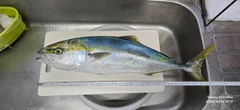 イナダの釣果