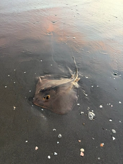 アカエイの釣果