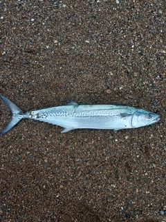 サゴシの釣果