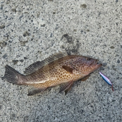 オオモンハタの釣果