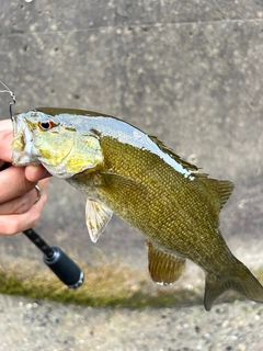 スモールマウスバスの釣果