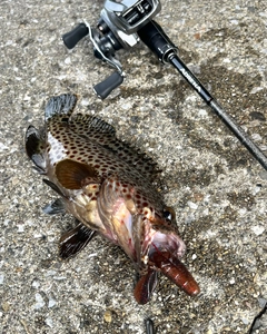 ノミノクチの釣果