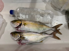 ショゴの釣果