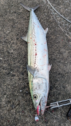 サワラの釣果
