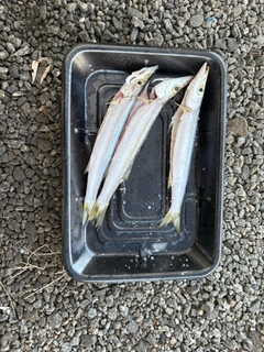 カマスの釣果