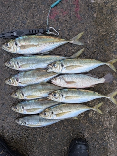アジの釣果