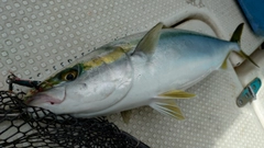 ヤズの釣果