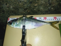 アジの釣果