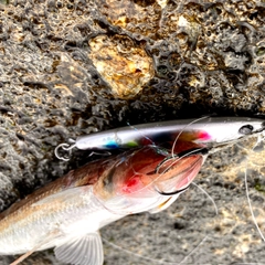 エソの釣果