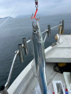 タチウオの釣果