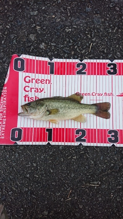 ブラックバスの釣果