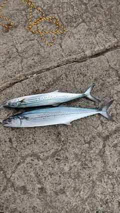 サゴシの釣果