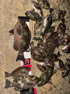 グレの釣果
