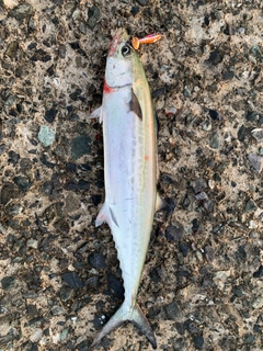 サゴシの釣果