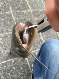 ナマズの釣果