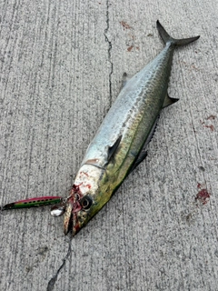 サゴシの釣果