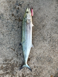 サワラの釣果