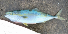 イナダの釣果