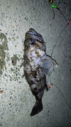 クロソイの釣果