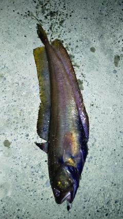 チゴダラの釣果
