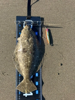 ヒラメの釣果
