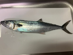 サゴシの釣果