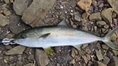 ヒラマサの釣果