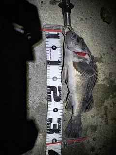 クロソイの釣果