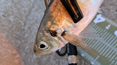 マアジの釣果