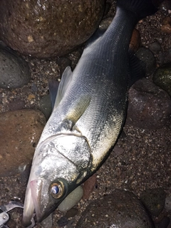 セイゴ（ヒラスズキ）の釣果