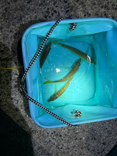 マアジの釣果