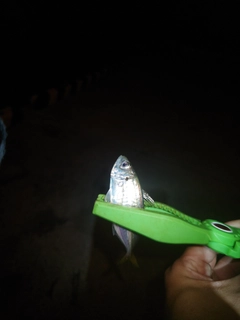 マアジの釣果