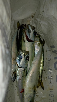 マサバの釣果