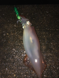 ヤリイカの釣果